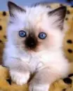 Siamese kitten