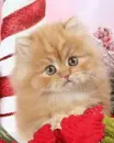 cute kitten