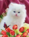 cute kittem