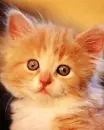 cute kitten