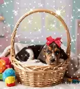 Basset in Basket Background