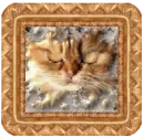 cat on a frame photo