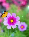 pink flowers