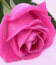 pink rose