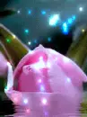 pink rose