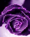 purple rose