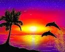 tropical dolphin sunset