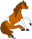 horse