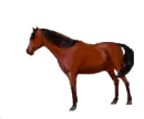 brown horse