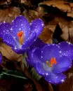 purple crocus