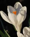 white flower