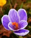purple crocus