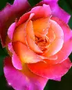 pink and orange rose