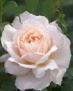 light pink rose