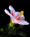 pretty flower