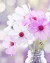 cute flowers