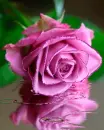 mauve rose
