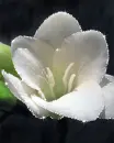 white flower