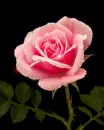 pink rose