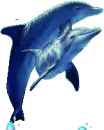 mama and baby dolphin