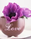 purple rose