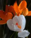 crocus