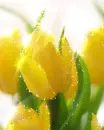 yellow tulips