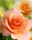 orange rose