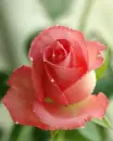 pinkish rose
