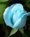 blue rose