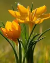 pretty flowers