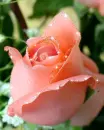 peach rose