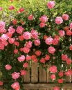 rose bush