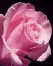 pink rose