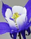 pretty flower