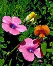 pretty flowers
