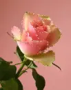 pink rose
