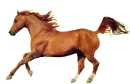 horse funny running