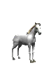 tiny white horse