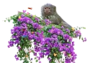 pygmy marmoset