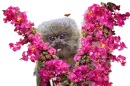 pygmy marmoset