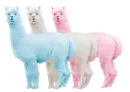 alpaca