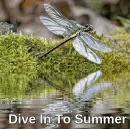 Dive In To Summer