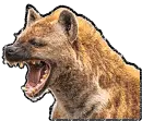 Hyena