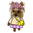 cute puppy