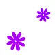 purple flowers