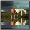 2 horses and water