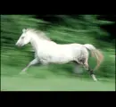 horse pictures