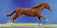 running horse