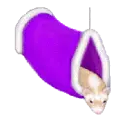 ferret